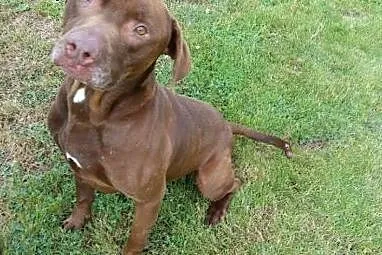 Wyjątkowy mix pitbulla Denar do adopcji,  dolnoślą