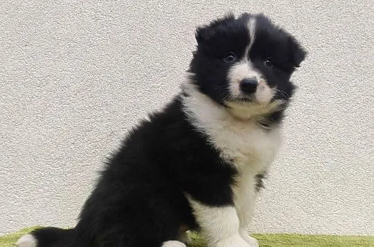 PIĘKNA! Suczka BORDER COLLIE z Hodowli - Rasowa z pełną dok.