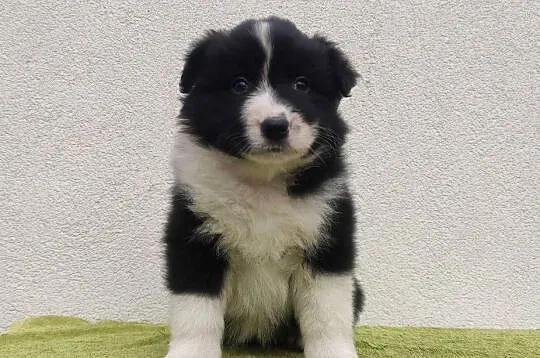 PIĘKNA! Suczka BORDER COLLIE z Hodowli - Rasowa z pełną dok., Małopolskie, Kraków