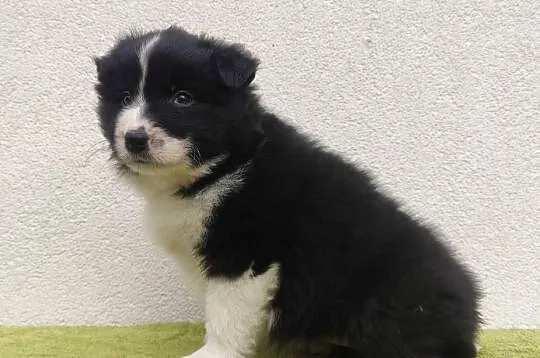 PIĘKNA! Suczka BORDER COLLIE z Hodowli - Rasowa z pełną dok., Małopolskie, Kraków