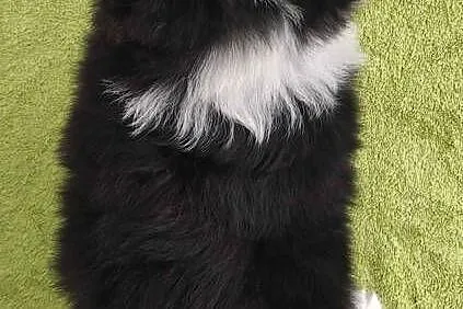 PIĘKNA! Suczka BORDER COLLIE z Hodowli - Rasowa z pełną dok., Małopolskie, Kraków