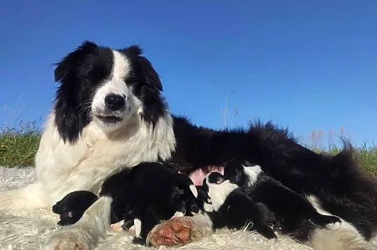 PIĘKNA! Suczka BORDER COLLIE z Hodowli - Rasowa z pełną dok., Małopolskie, Kraków