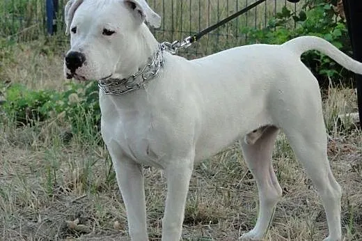 EMMET piękny biały amstaff o adopcji ,  mazowiecki