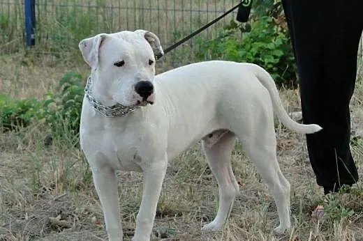 EMMET piękny biały amstaff o adopcji ,  mazowiecki