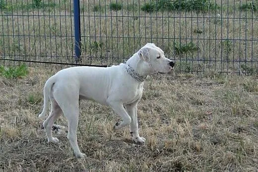 EMMET piękny biały amstaff o adopcji ,  mazowiecki