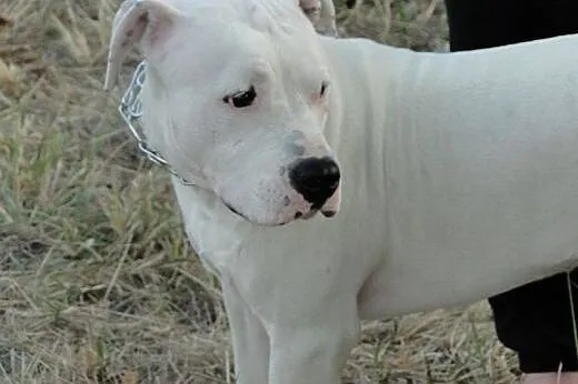 EMMET piękny biały amstaff o adopcji ,  mazowiecki