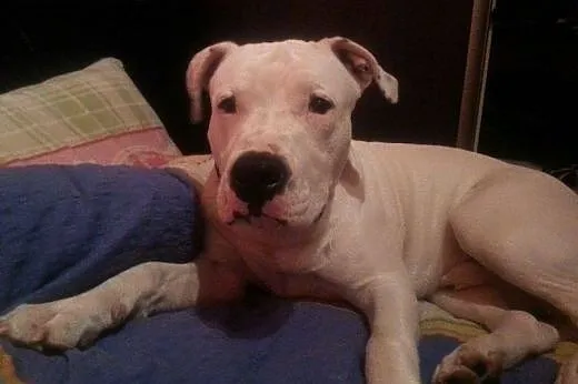 EMMET piękny biały amstaff o adopcji ,  mazowiecki
