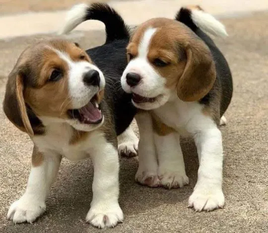 Przepiękne Beagle szczenięta rasy dostępne na sprzedaż