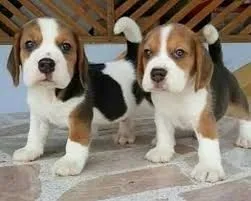 Przepiękne Beagle szczenięta rasy dostępne na sprzedaż, Małopolskie, Kraków