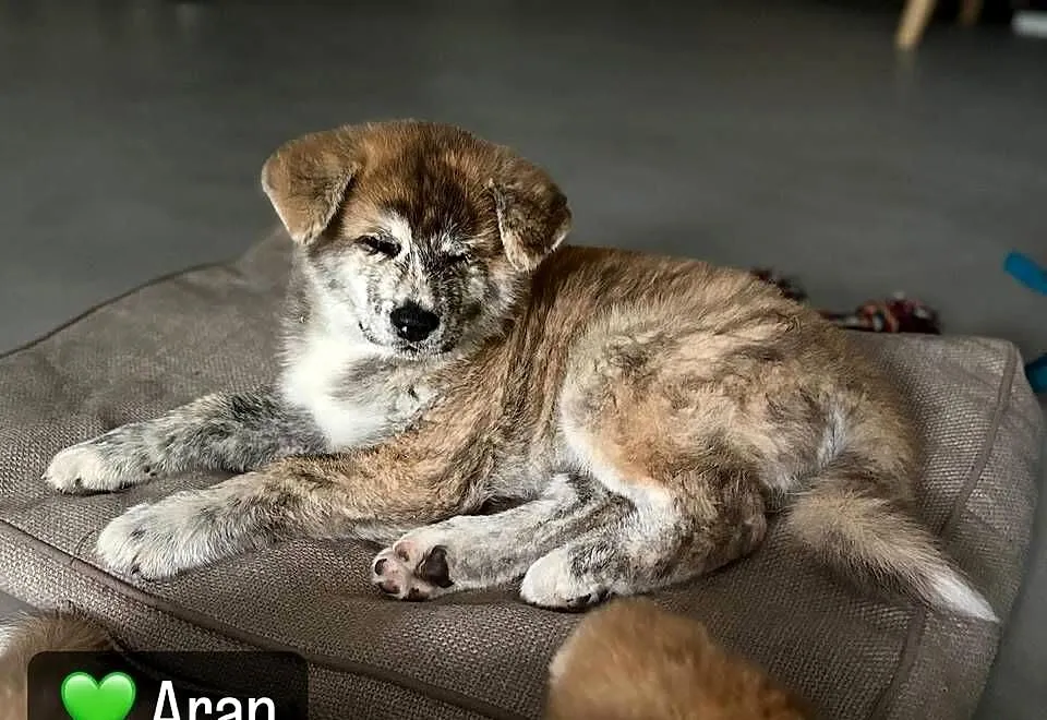 Aran - gotowy do odbioru szczeniak pręgowany piesek Akita Inu ZKwP FCI, Mazowieckie, Kuleszówka