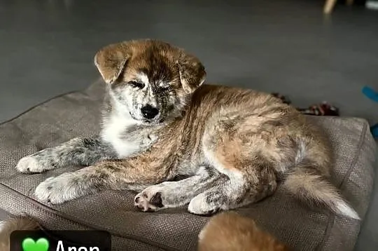 Aran - gotowy do odbioru szczeniak pręgowany piesek Akita Inu ZKwP FCI, Mazowieckie, Kuleszówka