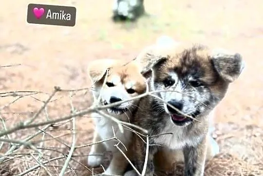 Aran - gotowy do odbioru szczeniak pręgowany piesek Akita Inu ZKwP FCI, Mazowieckie, Kuleszówka
