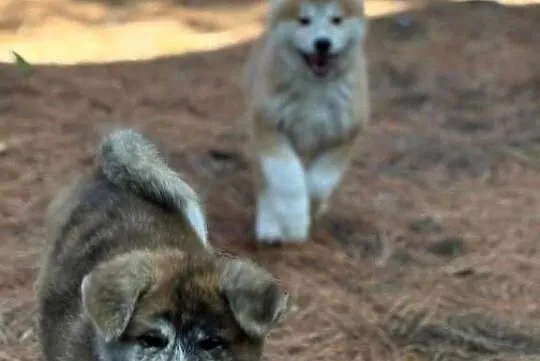 Aran - gotowy do odbioru szczeniak pręgowany piesek Akita Inu ZKwP FCI, Mazowieckie, Kuleszówka