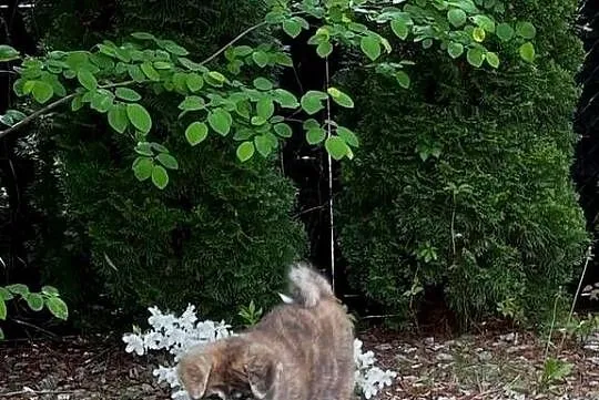 Aran - gotowy do odbioru szczeniak pręgowany piesek Akita Inu ZKwP FCI, Mazowieckie, Kuleszówka