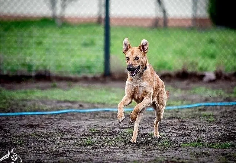 Uszka do góry mam, komu je dam? - Lorka, Małopolskie, Kraków