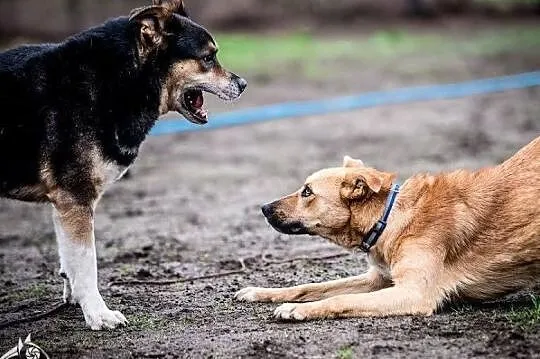 Uszka do góry mam, komu je dam? - Lorka, Małopolskie, Kraków
