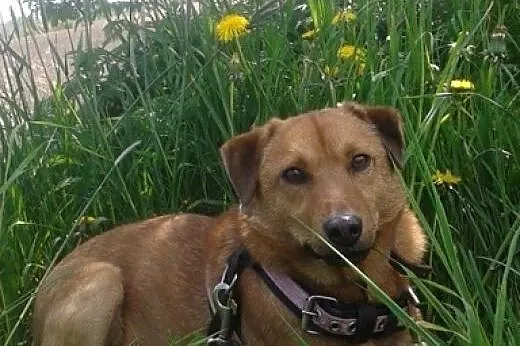 Te jego mądre oczy... Moris, najcudowniejszy pies 