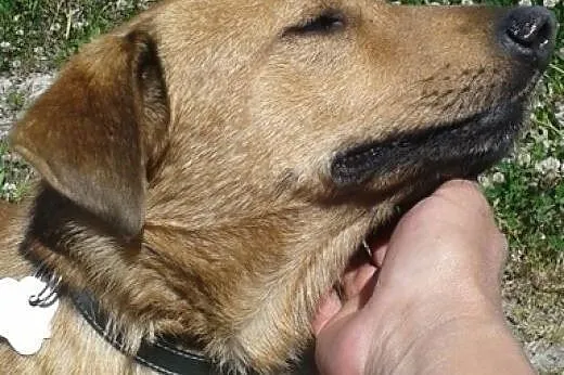 Te jego mądre oczy... Moris, najcudowniejszy pies 