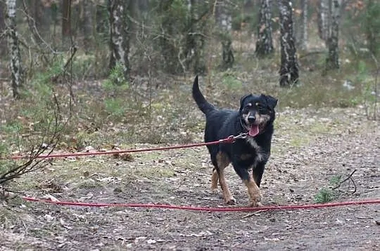 SPLINER vel ZADZIOR choć charakter niezadziorny :)