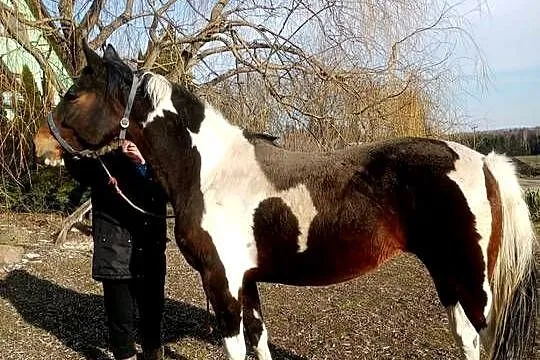 Klacz małopolska, Lubelskie, Chełm