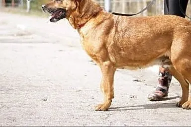 Brita, ruda, silna, czujna i przymilna :) ,  wielkopolskie Konin