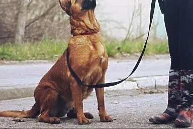 Brita, ruda, silna, czujna i przymilna :) ,  wielk
