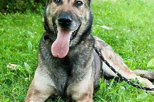 Piękny, przyjazny Duke w typie owczarka ADOPCJA,  Kundelki cała Polska