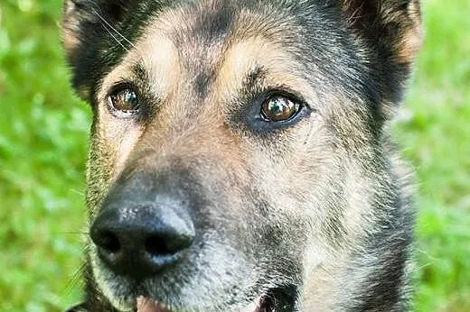 Piękny, przyjazny Duke w typie owczarka ADOPCJA,  