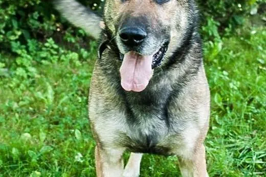 Piękny, przyjazny Duke w typie owczarka ADOPCJA,  