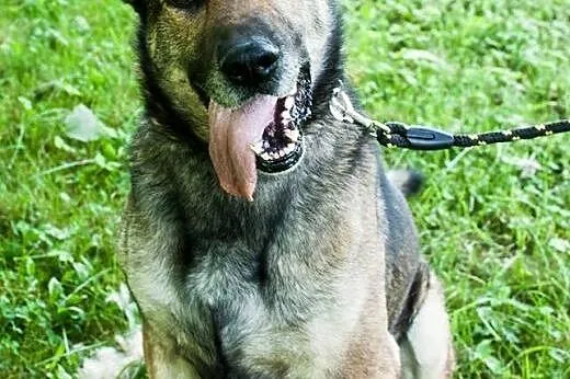 Piękny, przyjazny Duke w typie owczarka ADOPCJA,  