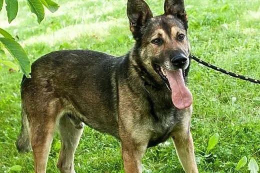 Piękny, przyjazny Duke w typie owczarka ADOPCJA,  
