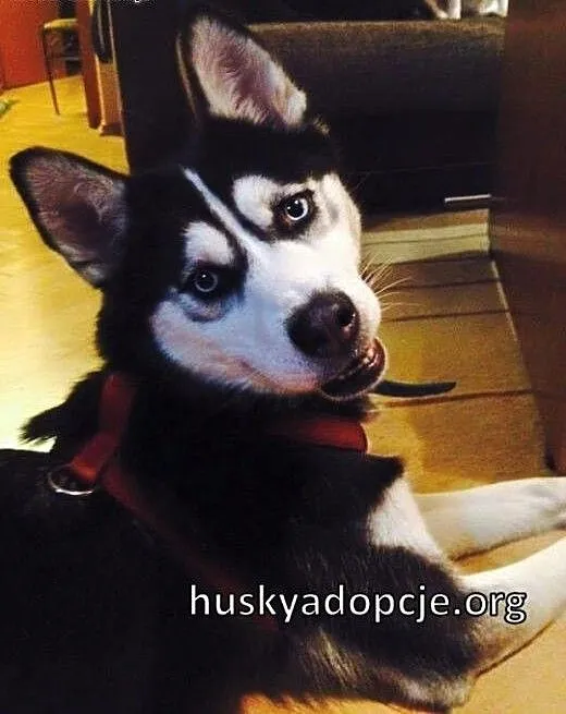 LUCKY- młoda, sympatyczna suczka husky do adopcji,