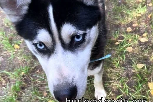 LUCKY- młoda, sympatyczna suczka husky do adopcji,