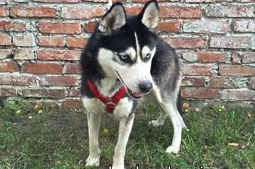 LUCKY- młoda, sympatyczna suczka husky do adopcji,