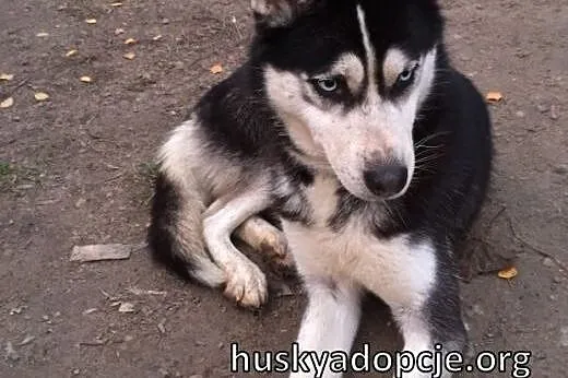 LUCKY- młoda, sympatyczna suczka husky do adopcji,