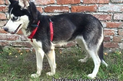 LUCKY- młoda, sympatyczna suczka husky do adopcji,