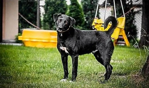 KUFEL - młody BEZTROSKI i KOCHANY 30 kg psiak do