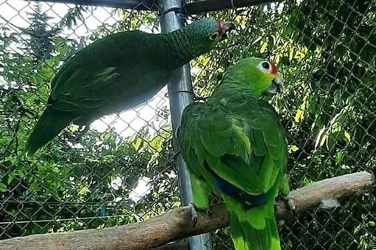 Amazonki żółtolice (zmienne) para 22r, Małopolskie, Skała