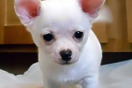 Śliczny szczeniak Chihuahua, Duszniki-Zdrój