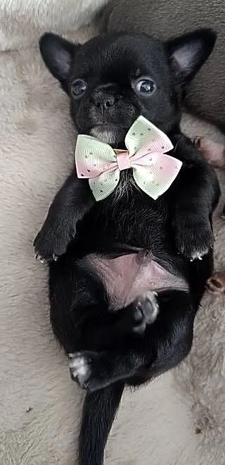 Chihuahua czarny, Mazowieckie, Warszawa