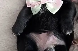 Chihuahua czarny