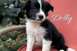 Szczeniak border collie z rodowodem (z badaniami gen. rodziców)