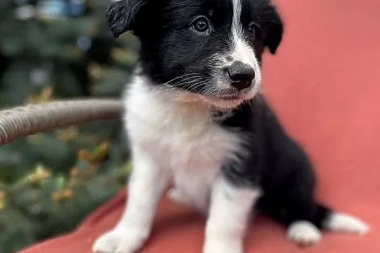 Szczeniak border collie z rodowodem (z badaniami gen. rodziców), Świętokrzyskie, Wola Murowana