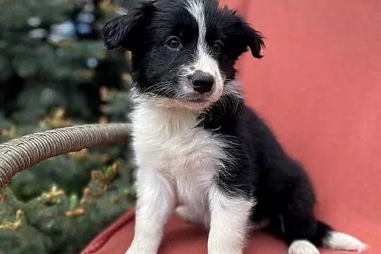 Szczeniak border collie z rodowodem (z badaniami gen. rodziców), Świętokrzyskie, Wola Murowana