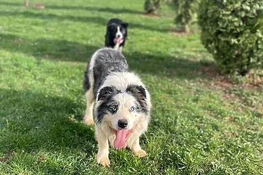 Szczeniak border collie z rodowodem (z badaniami gen. rodziców), Świętokrzyskie, Wola Murowana