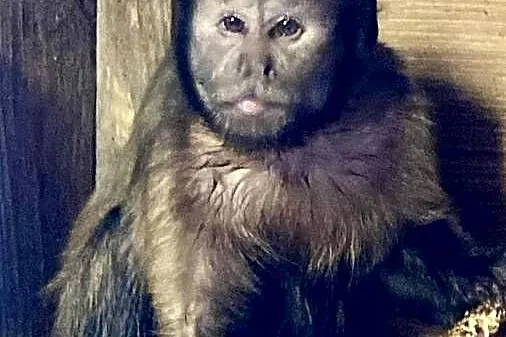 Małpa kapucynka czubata