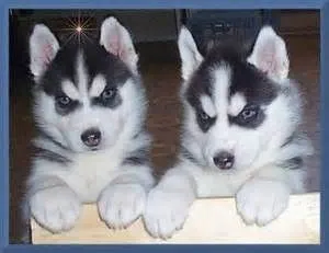 Syberyjski Husky Szczenięta Niebieskie oczy Gotowe