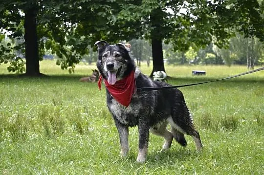 Przyjazny, bezproblemowy Monet - super misiek do adopcji!
