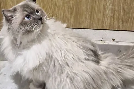 Ozzy Piękny Kocur Do Adopcji, Łódzkie, Tuszyn