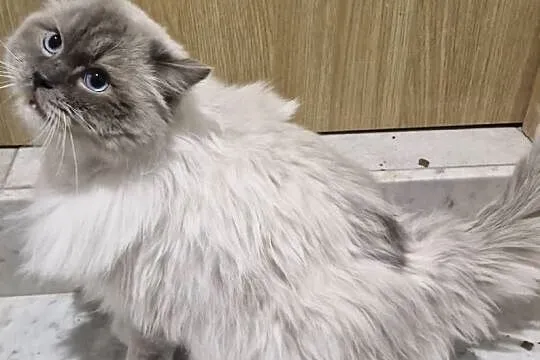 Ozzy Piękny Kocur Do Adopcji, Łódzkie, Tuszyn